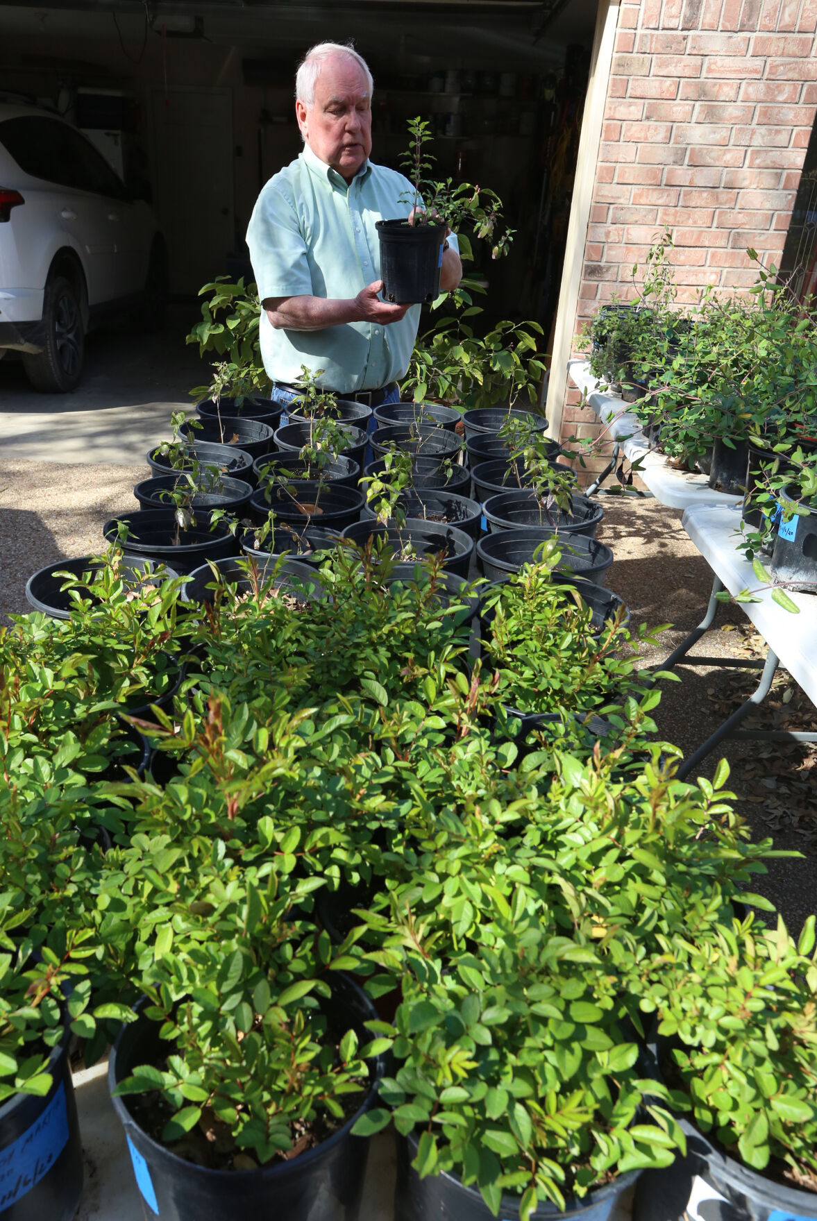 Dead Plants - seedlings